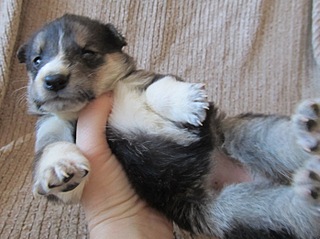 click for enlarge 1394 X 1042 274.1 Kb picture