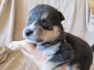 click for enlarge 1600 X 1200 407.9 Kb picture