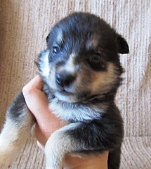 click for enlarge 1075 X 1200 285.5 Kb picture