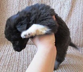 click for enlarge 1178 X 1027 365.8 Kb picture