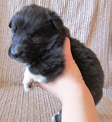 click for enlarge 1100 X 1200 318.4 Kb picture