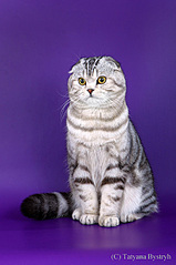 click for enlarge 407 X 611 83.1 Kb picture