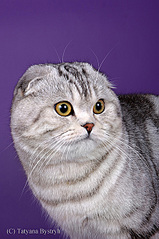 click for enlarge 407 X 611 113.2 Kb picture