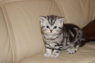 click for enlarge 1920 X 1280 236.6 Kb picture