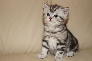 click for enlarge 1920 X 1280 222.5 Kb picture