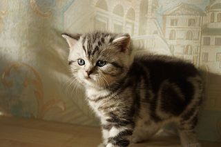 click for enlarge 1920 X 1280 235.7 Kb picture