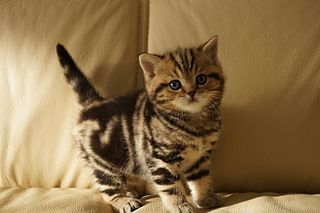 click for enlarge 1920 X 1280 295.5 Kb picture