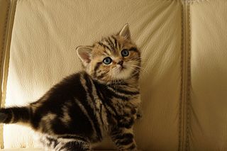 click for enlarge 1920 X 1280 321.1 Kb picture