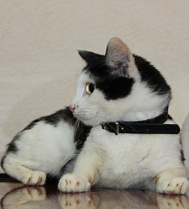 click for enlarge 617 X 683 145.4 Kb picture
