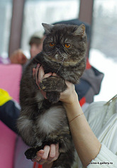 click for enlarge 511 X 740 93.6 Kb picture
