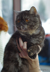 click for enlarge 516 X 740 101.7 Kb picture