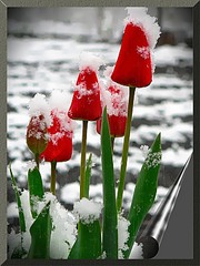 click for enlarge 600 X 800 122.7 Kb picture