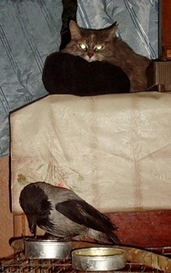 click for enlarge 348 X 555 126.6 Kb picture