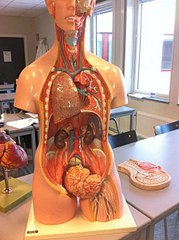 click for enlarge 448 X 600 49.8 Kb picture