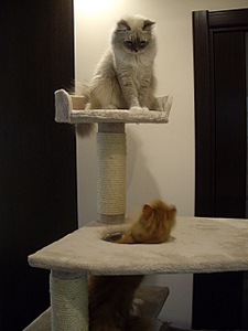 click for enlarge 1920 X 2560 236.1 Kb picture