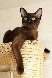 click for enlarge 766 X 1152 553.1 Kb picture