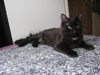 click for enlarge 1920 X 1440 734.8 Kb picture