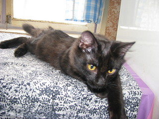 click for enlarge 1920 X 1440 557.8 Kb picture