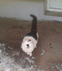 click for enlarge 530 X 604 54.9 Kb picture