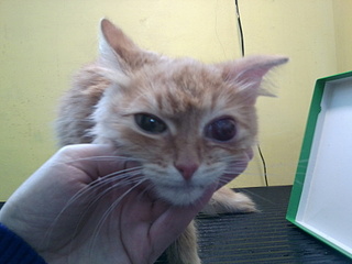 click for enlarge 1920 X 1440 611.6 Kb picture