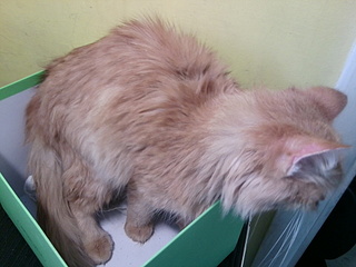 click for enlarge 1920 X 1440 615.2 Kb picture