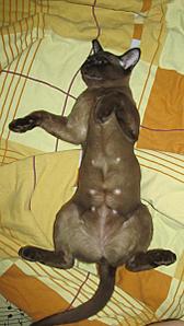 click for enlarge 675 X 1200 98.1 Kb picture