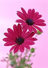 click for enlarge 568 X 800 109.5 Kb picture