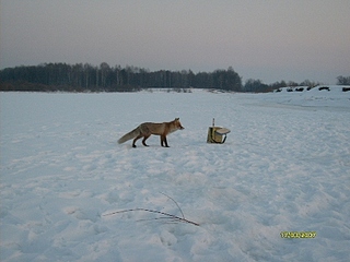 click for enlarge 448 X 336 94.2 Kb picture