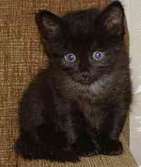 click for enlarge 862 X 1020  60.7 Kb picture