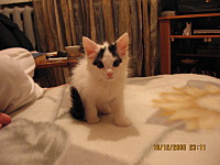 click for enlarge 1600 X 1200 541.1 Kb picture