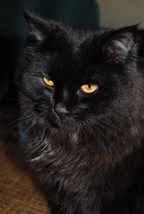 click for enlarge 1920 X 2860 327.4 Kb picture