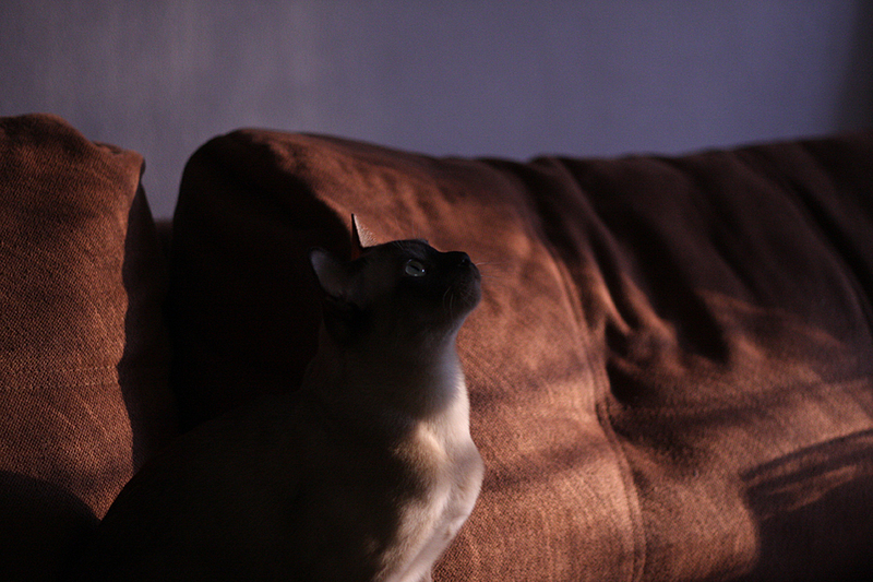 click for enlarge 933 X 622 438.6 Kb picture