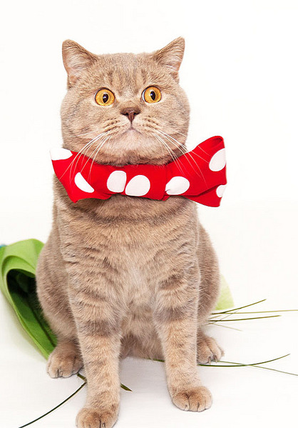 click for enlarge 558 X 800 104.2 Kb picture