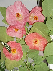 click for enlarge 1920 X 2560 400.8 Kb picture