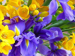 click for enlarge 700 X 525 73.8 Kb picture