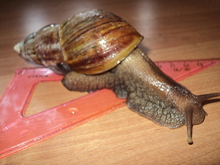 click for enlarge 1920 X 1440 146.5 Kb picture