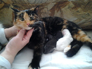 click for enlarge 1600 X 1200 540.6 Kb picture