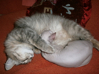 click for enlarge 1920 X 1440 164.1 Kb picture