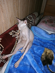 click for enlarge 1920 X 2560 360.9 Kb picture