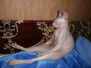 click for enlarge 1920 X 1440 199.9 Kb picture