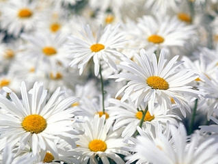 click for enlarge 700 X 525 250.0 Kb picture