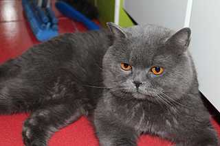 click for enlarge 1800 X 1200 133.3 Kb picture