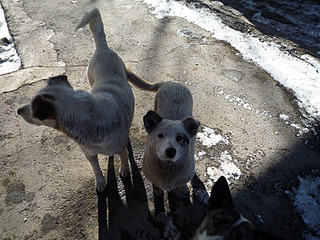 click for enlarge 800 X 600 247.5 Kb picture