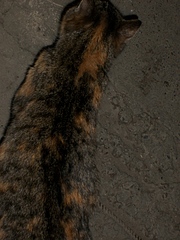 click for enlarge 1920 X 2560 309.9 Kb picture