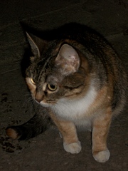 click for enlarge 1920 X 2560 179.9 Kb picture