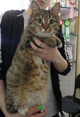 click for enlarge 1920 X 2779 564.0 Kb picture