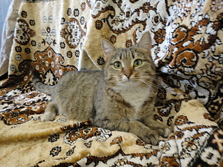 click for enlarge 1920 X 1440 292.1 Kb picture