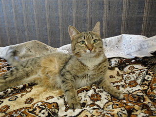 click for enlarge 1920 X 1440 247.7 Kb picture