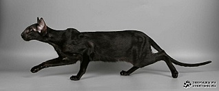 click for enlarge 649 X 269 35.8 Kb picture