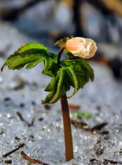click for enlarge 590 X 800 226.7 Kb picture
